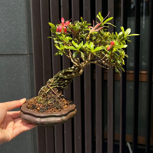 サツキシャクナゲ | 千羽鶴展出品級 開花盆栽 - ショップ mu bonsai 観葉植物 - Pinkoi