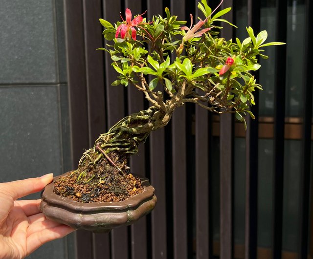 日本皋月杜鵑∣赤千羽鶴小品展覽級盆景開花中- 設計館mu bonsai 茉莉愛 