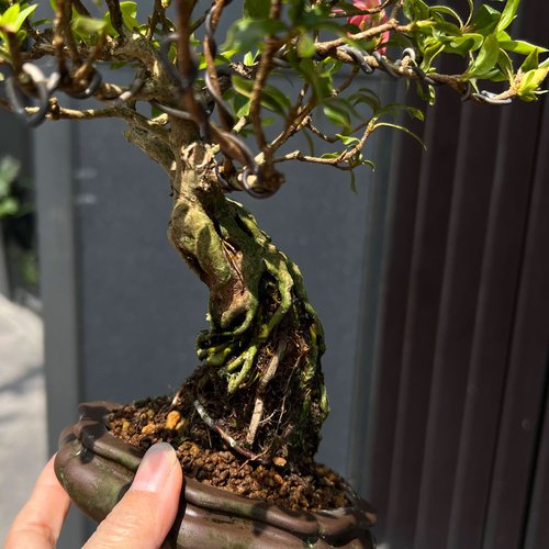 サツキシャクナゲ | 千羽鶴展出品級 開花盆栽 - ショップ mu bonsai 観葉植物 - Pinkoi