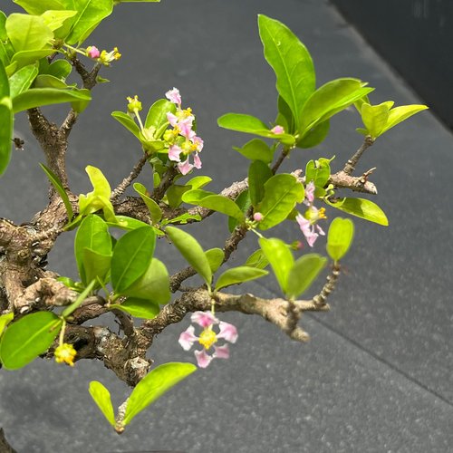 アセロラ盆栽 アセロラ ∣ 希少盆栽 - ショップ mu bonsai 観葉植物