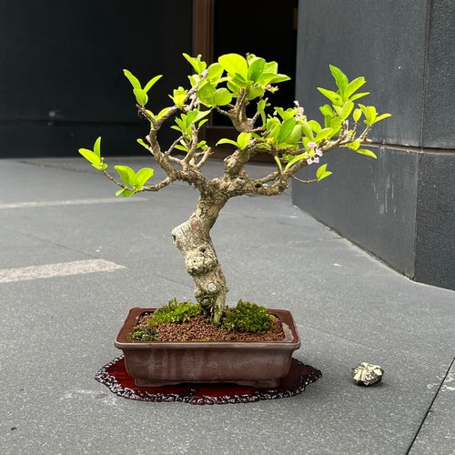 アセロラ盆栽 アセロラ ∣ 希少盆栽 - ショップ mu bonsai 観葉植物 - Pinkoi