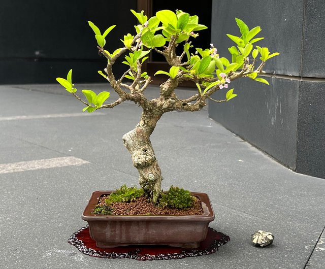 アセロラ盆栽 アセロラ ∣ 希少盆栽 - ショップ mu bonsai 観葉植物 - Pinkoi