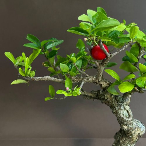 アセロラ ∣ 希少盆栽 - ショップ mu bonsai 観葉植物 - Pinkoi