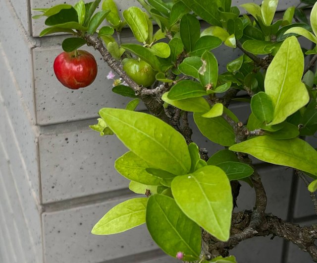 アセロラ ∣ 希少盆栽 - ショップ mu bonsai 観葉植物 - Pinkoi
