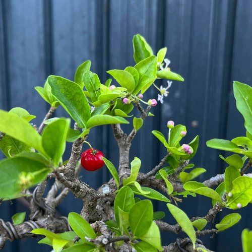 アセロラ ∣ 希少盆栽 - ショップ mu bonsai 観葉植物 - Pinkoi