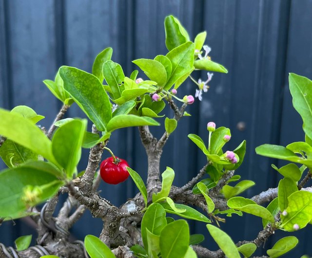 アセロラ ∣ 希少盆栽 - ショップ mu bonsai 観葉植物 - Pinkoi