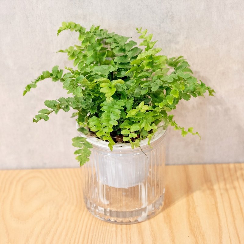 澎澎蕨 免澆水盆栽 室內植物 觀葉植物  禮物 辦公室小物 - 植栽/盆栽 - 植物．花 