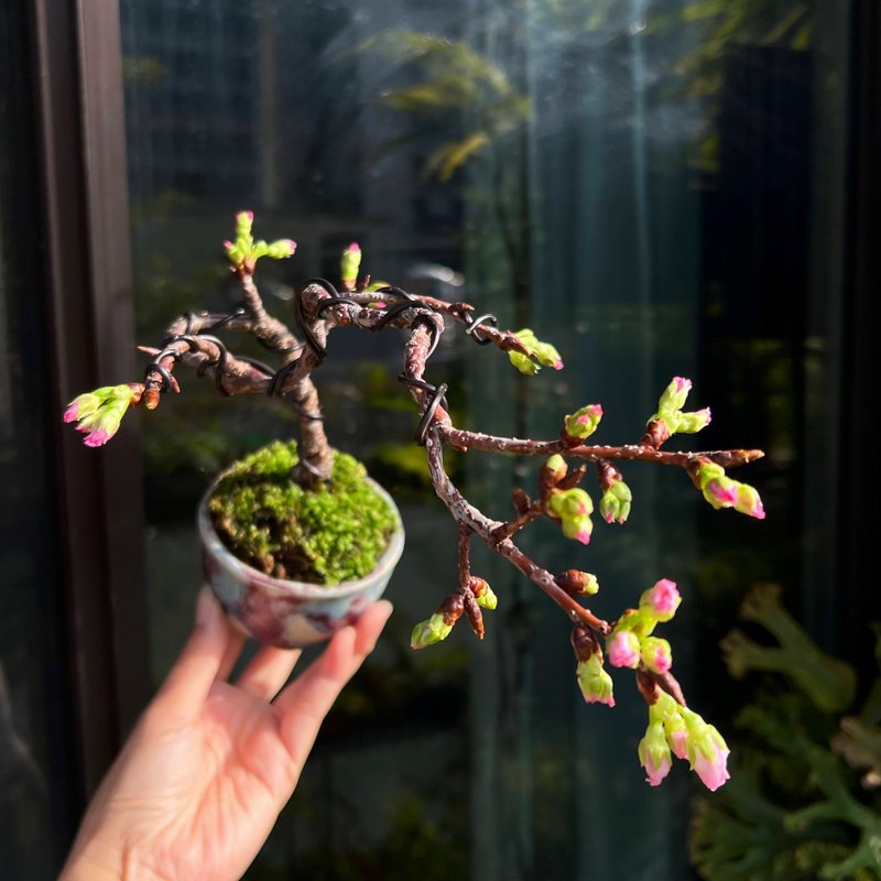 日本友鉢 河津櫻∣櫻花中品盆栽 即將開花 - 盆栽/植栽 - 陶 