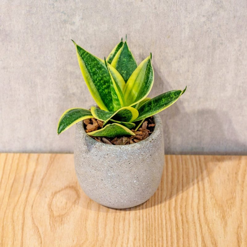 虎尾蘭 桌上型水泥盆栽 觀葉植物 禮物 盆栽 交換禮物 辦公室小物 - 盆栽/植栽 - 植物．花 灰色