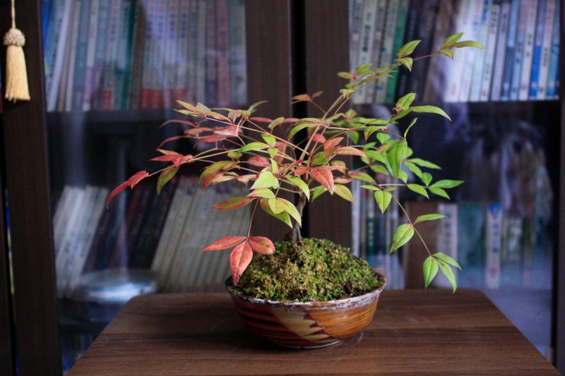 Nandina l medium quality moss pot indoor planting gift for elders - ตกแต่งต้นไม้ - พืช/ดอกไม้ 