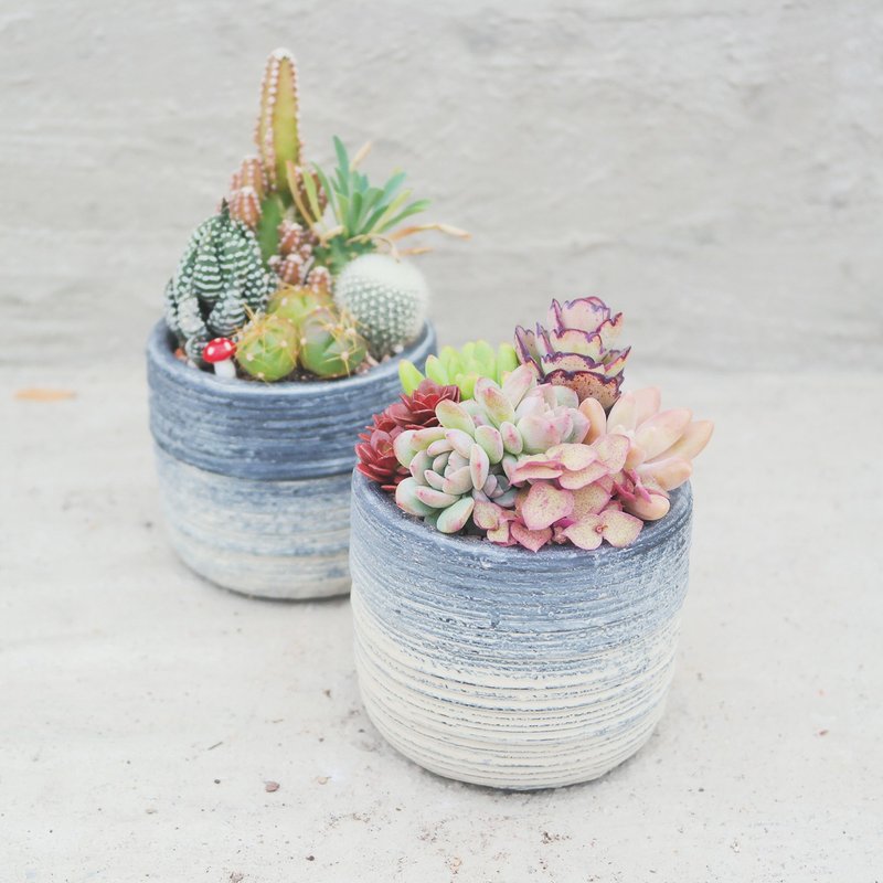 [Doudou Succulents] Housewarming│Gifts│Promotion│Succulents│-Black Gradient Cement Planting Set - ตกแต่งต้นไม้ - พืช/ดอกไม้ 