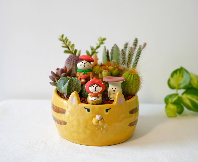 【僅一盆】• 橘貓の植想花園 開幕盆栽 - 盆栽/植栽 - 陶 多色
