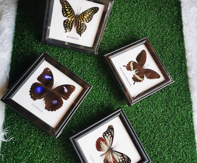 2 butterflies in 5x5 shadow box - Art