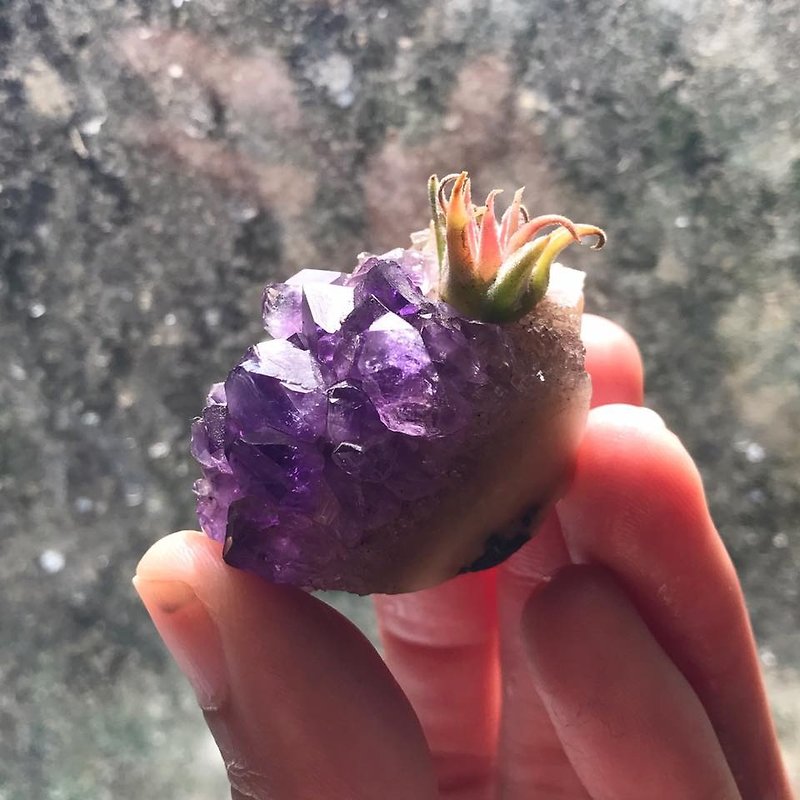 【Lost and find】 natural stone mini amethyst clusters small potted plants - Plants - Gemstone Purple