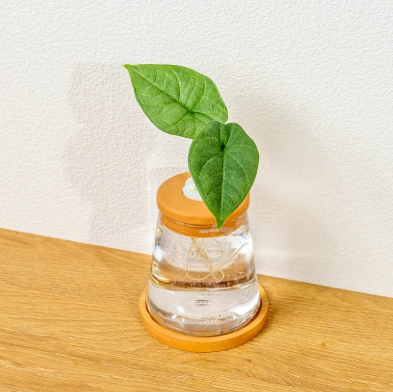 犀牛皮觀音蓮 三角水耕盆栽 室內植物 觀葉植物 禮物 水培 辦公室 - 盆栽/植栽 - 陶 透明
