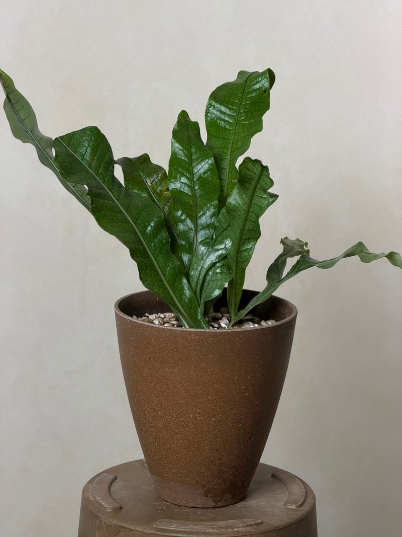 ワニ革シダ - 観葉植物 - 寄せ植え・花 