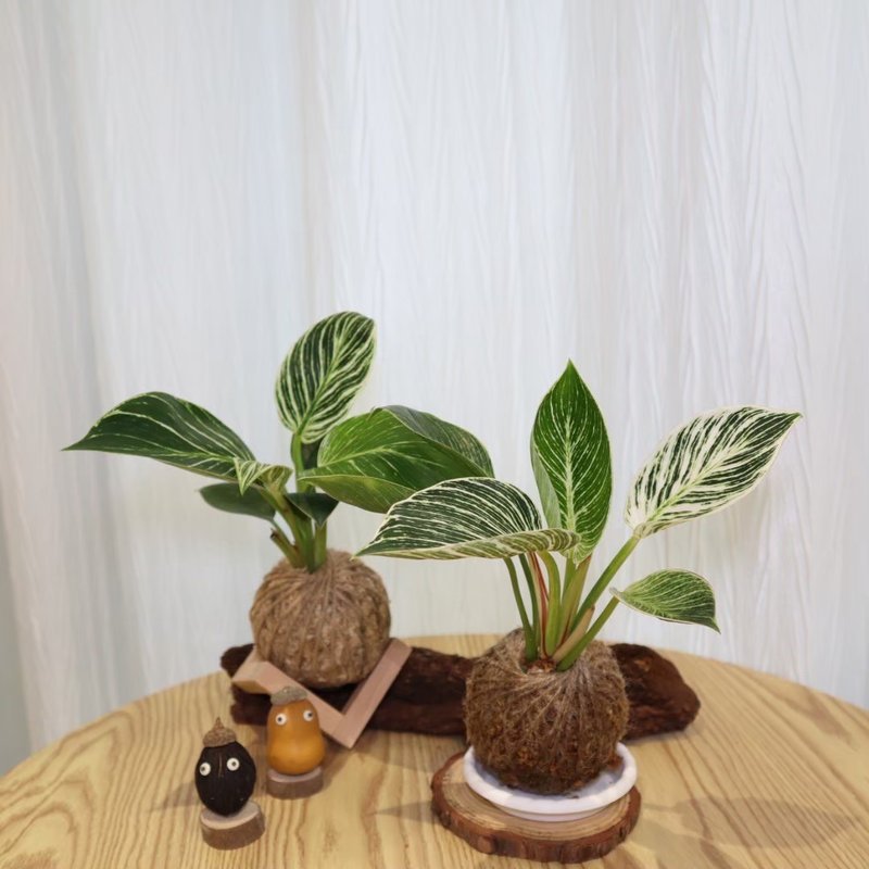 |鉑金蔓綠絨苔球| 贈送塑膠底座 / 植男人紳 手作苔球 - 植栽/盆栽 - 植物．花 綠色