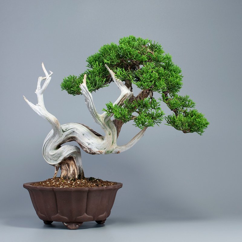 【空間擺設】系魚川真柏 精緻盆景 送禮植栽 - 植栽/盆栽 - 植物．花 