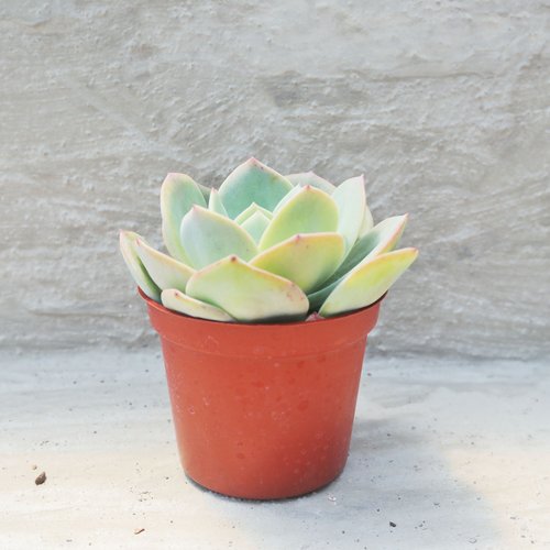 Top【選抜株】多肉植物　60029 ホワイトフェニックス綴化24個鉢無し/脱土 Top【選抜株】多肉植物 60029 ホワイトフェニックス綴化24個鉢無し/脱土