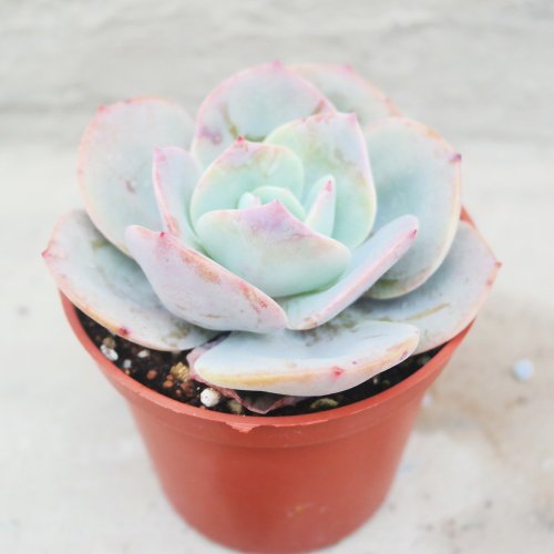 Dou Dou 多肉植物】【ホワイトフェニックス】新築祝い│ギフト│販促