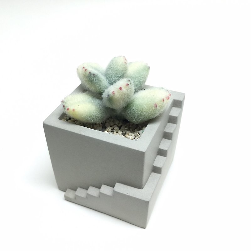 Biomimetic clay succulents Crassulaceae white bear/yellow bear - Items for Display - Clay 