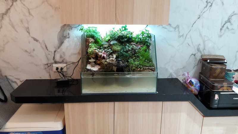 開運生態造景魚缸AC-60斜切型   居家風水最耀眼的擺飾 - 盆栽/植栽 - 玻璃 