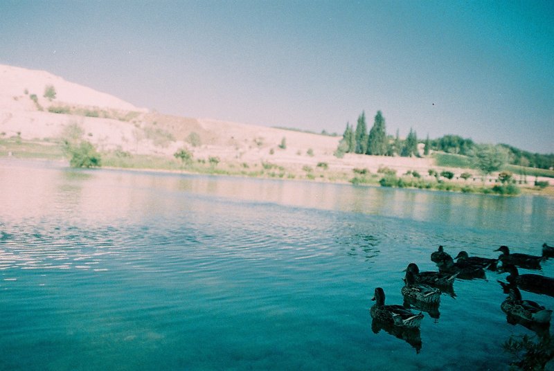 Cat Bed Cover - Pillows & Cushions - Plants & Flowers Green