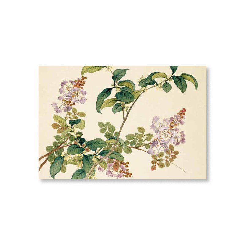 【 明信片 】沈振麟・十二月花神 桂花紫薇 - 卡片/明信片 - 紙 卡其色