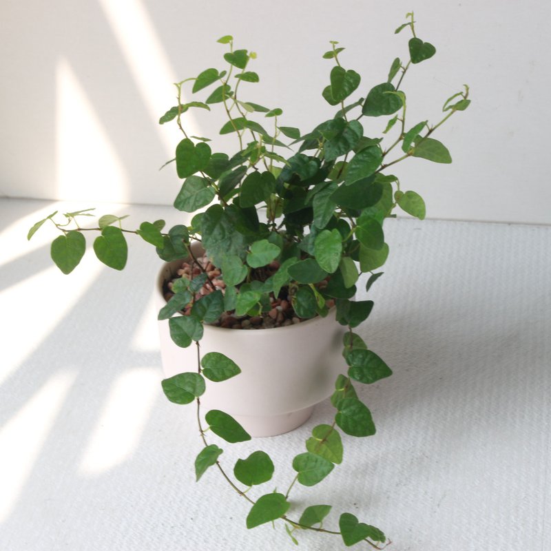 植栽 盆栽 l 薜荔 啞光燭台陶器 藤蔓植物 室內植物 強散光 - 植栽/盆栽 - 陶 
