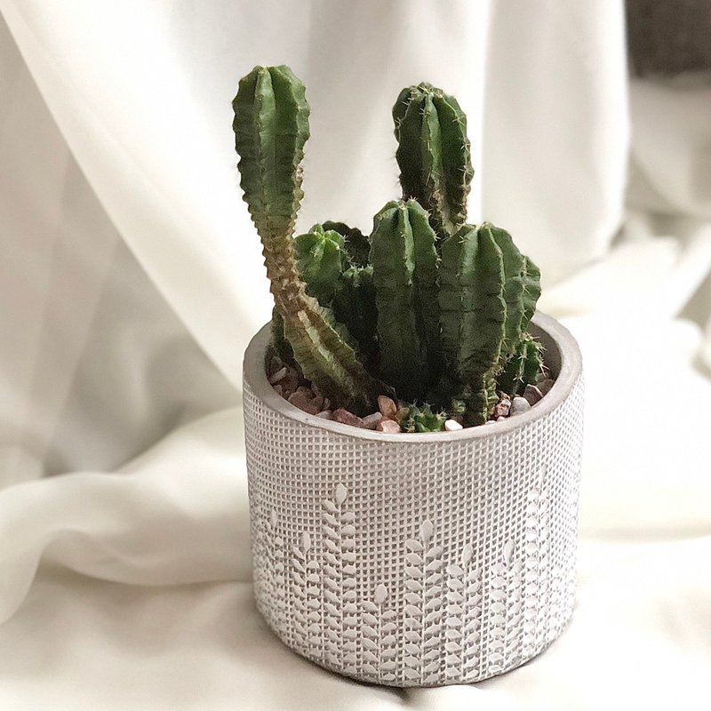 SCgift 人氣仙肉 桌上型盆栽 - 盆栽/植栽 - 植物．花 