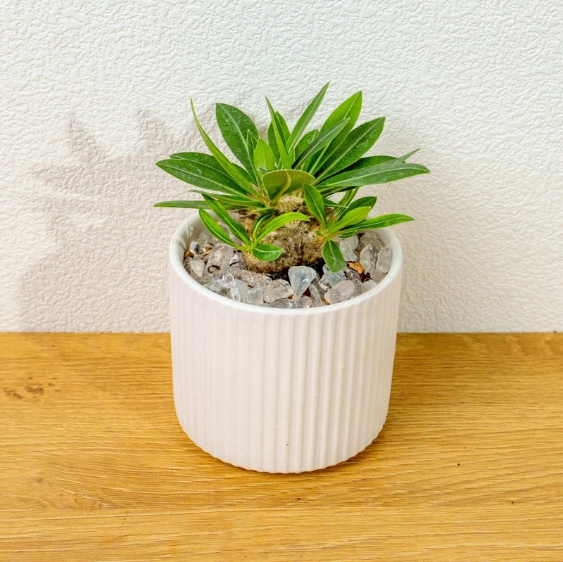 惠比須笑大黑 莫蘭迪色系直紋陶盆 室內植物 觀葉植物 禮物 盆栽 - 盆栽/植栽 - 植物．花 白色