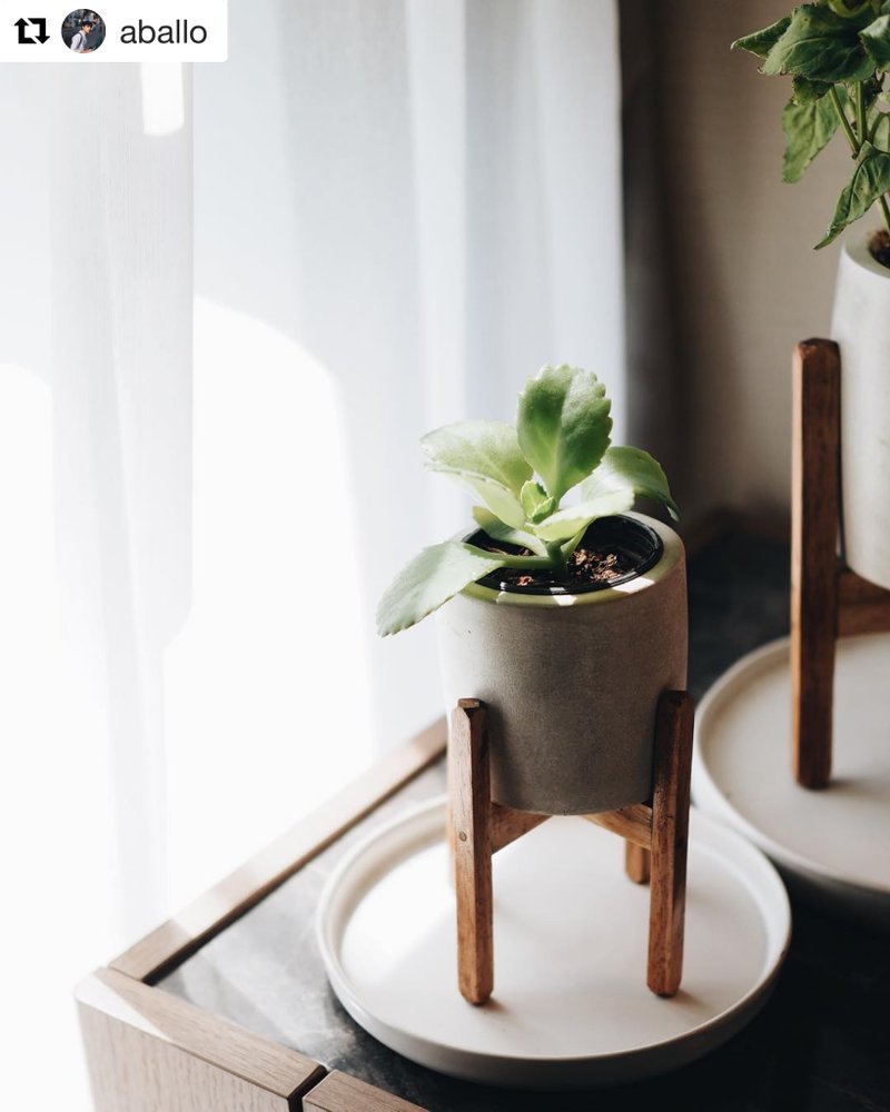 Round Series Plant Pot 8 cm. - 盆栽/植栽 - 水泥 灰色