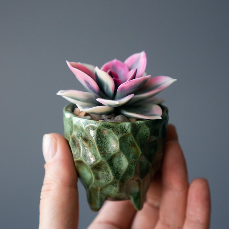 Tiny jewelry box with Echeveria Rainbow - 居家收納/收納盒/儲物盒 - 其他材質 