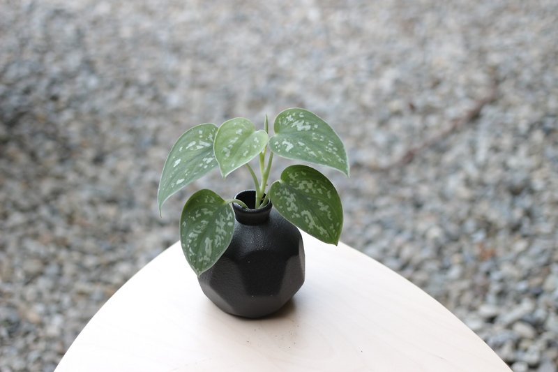 Hydroponics Planting│Spotted Vine_Indoor Plant Frosted Ceramic Geometric Vase Black - Plants - Pottery 