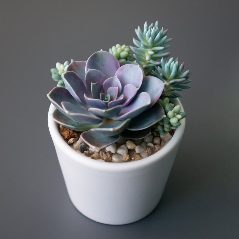 White jewelry box with echeveria Perle von Nurnberg - 居家收納/收納盒/儲物盒 - 其他材質 