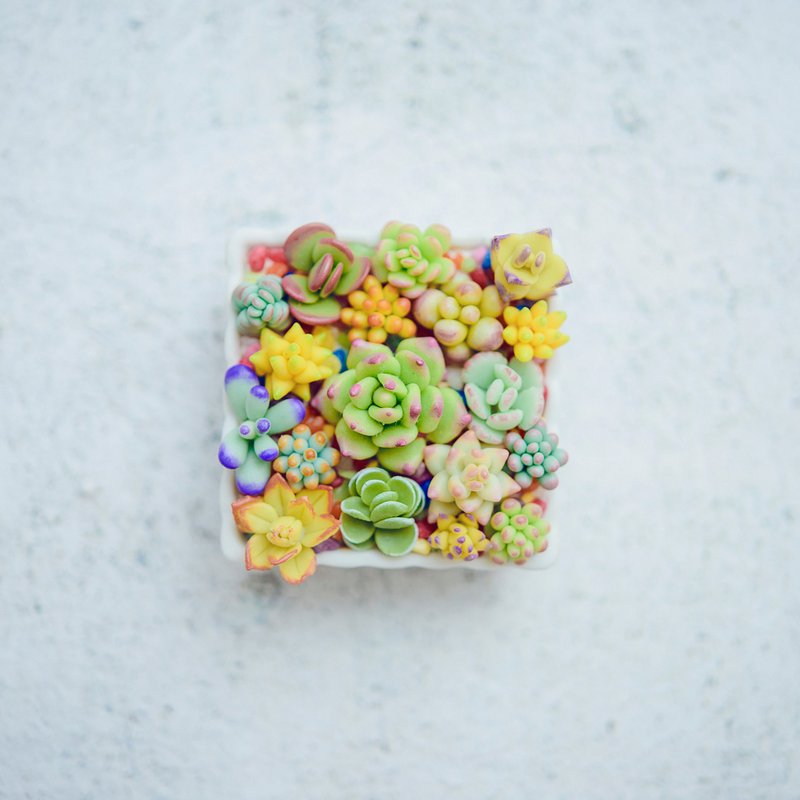 Hand made clay mini succulents - small square succulent plants - ตกแต่งต้นไม้ - ดินเหนียว หลากหลายสี