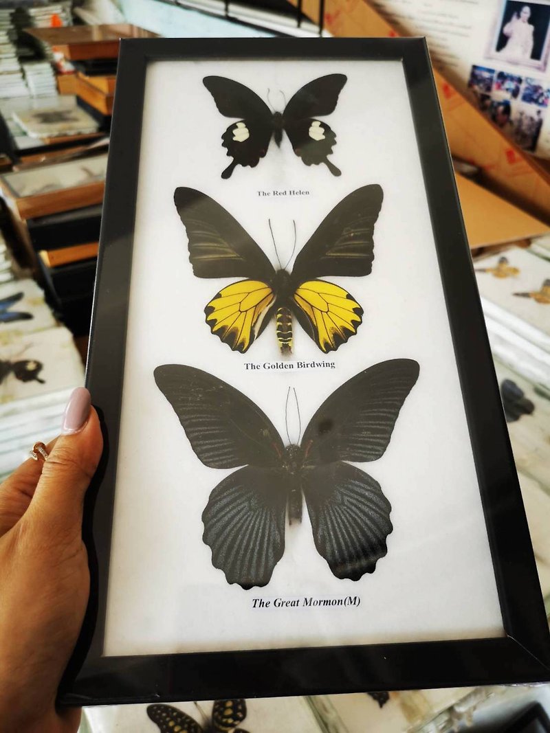 Collection Frame Butterfly Taxidermy Insect Wood Frame Portrait Display Home Dec - Wall Décor - Wood 