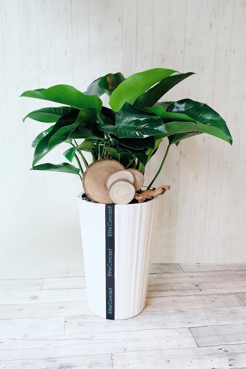 Imperial Philodendron | Floor Planting - Plants - Plants & Flowers Green