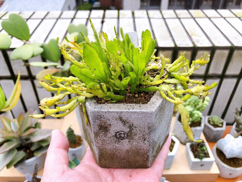 【野草不野-限時販售】姬曇花 / 大六角盆 - 盆栽/植栽 - 植物．花 綠色