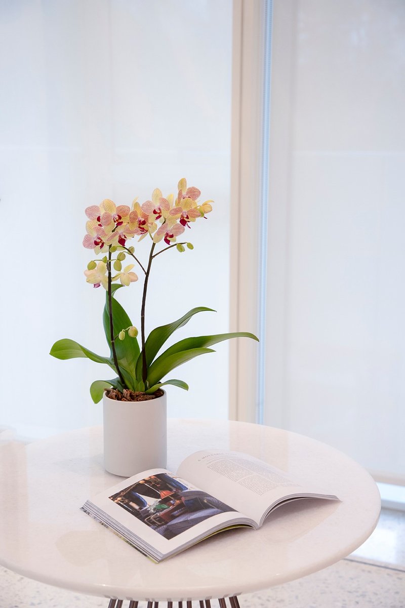 【蘭花盆栽】 紅金黃蝴蝶蘭(小) 升遷送禮 開幕盆栽 過年送禮 - 盆栽/植栽 - 植物．花 粉紅色