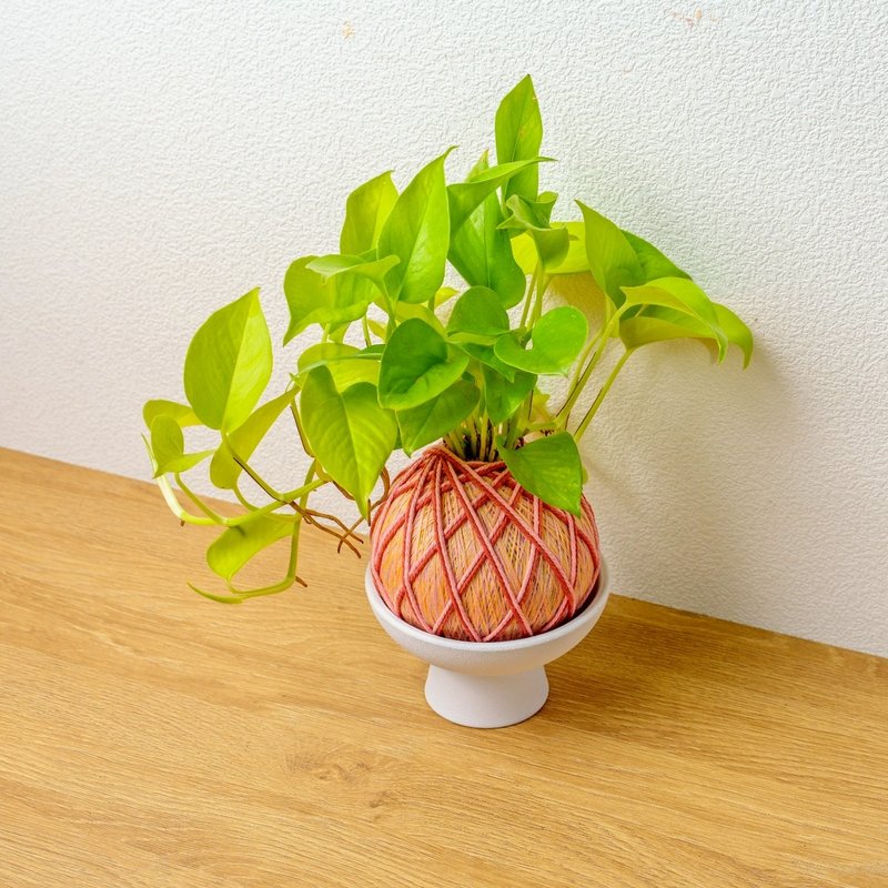 苔球植物 陽光葛粉黃苔球加白色磨砂高腳缽 苔球 苔玉 禮物 送禮 - 盆栽/植栽 - 植物．花 綠色