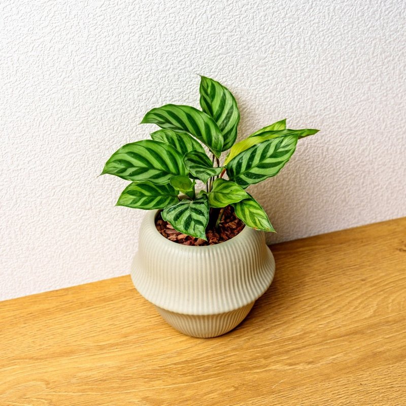 翠葉竹芋 現代感圓弧陶瓷盆淺綠色 桌上型盆栽 觀葉植物 禮物 - 盆栽/植栽 - 陶 綠色