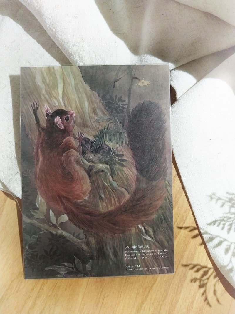大赤鼯鼠-臺灣特有動物系列-特有亞種 台灣 明信片 - 卡片/明信片 - 紙 