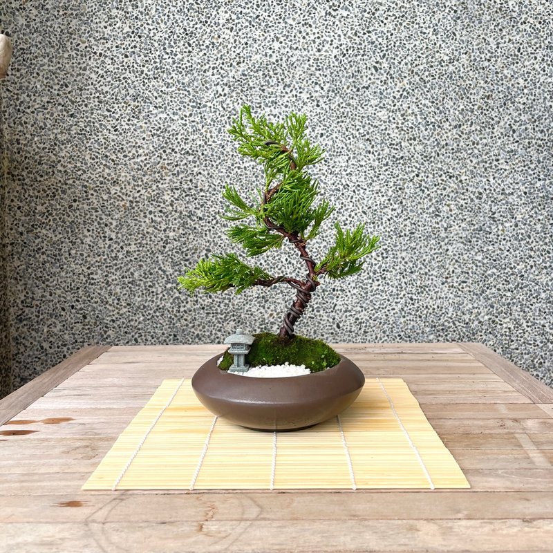 Essay Bonsai-Japanese Garden Pine Set 12 Gift Opening - ตกแต่งต้นไม้ - พืช/ดอกไม้ 