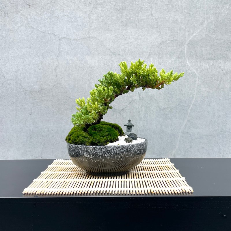 小品盆栽-日式庭院柏組合16 送禮 開幕 - 盆栽/植栽 - 植物．花 