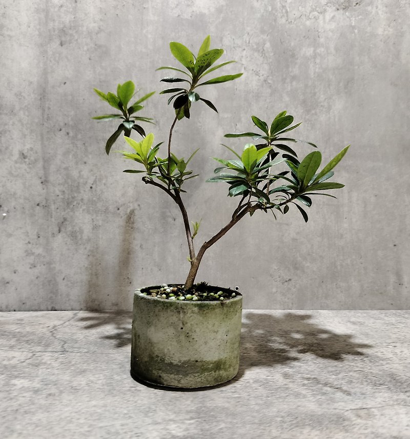 Pieces of potted plants - Rhododendron in Cement pots - Plants - Plants & Flowers 