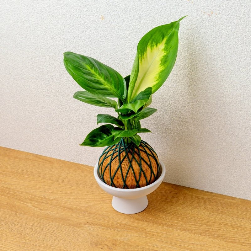 苔球植物 瑪莉安金綠苔球加磨砂高腳缽 苔球 苔玉 禮物 送禮 - 盆栽/植栽 - 植物．花 綠色