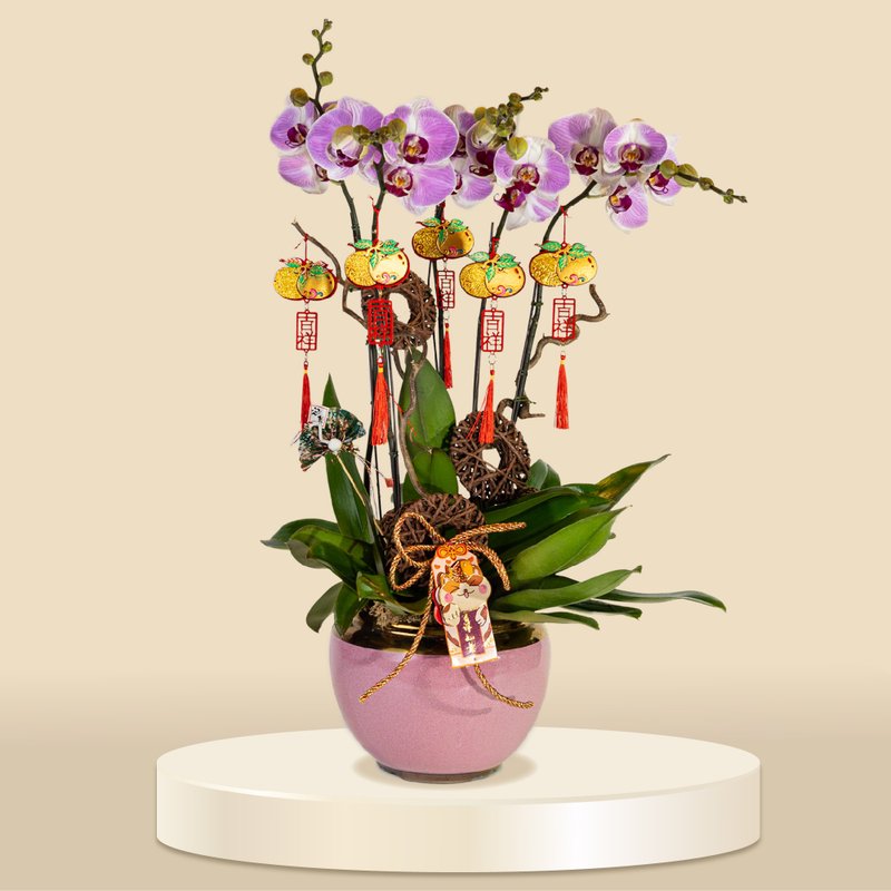 Grand Flo (1135) Japanese Girls - Large Moth / Phalaenopsis Orchids (5 Flowers) - ตกแต่งต้นไม้ - พืช/ดอกไม้ 