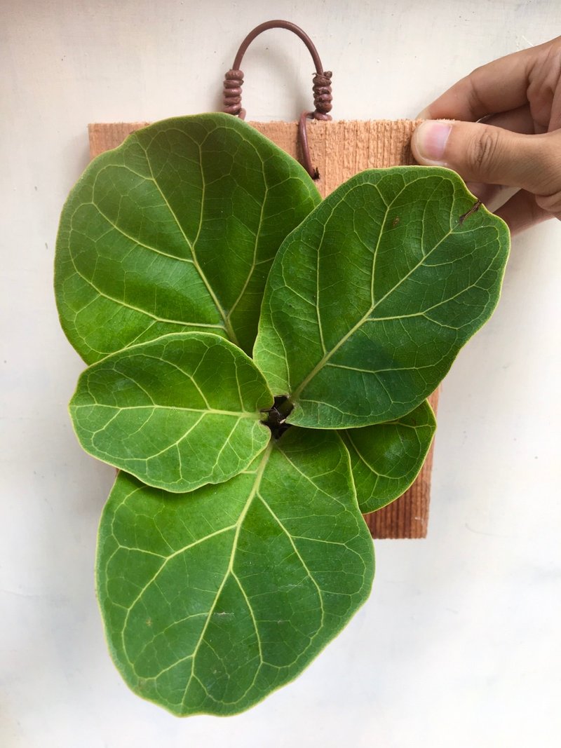 【琴葉榕】植物上板 交換禮物 生日禮物 觀葉植物 室內植物 - 盆栽/植栽 - 植物．花 