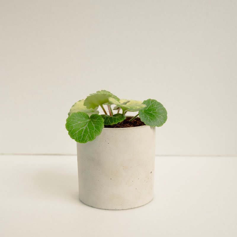 七變化虎耳草│泥作系列│福所栽 - 盆栽/植栽 - 水泥 綠色
